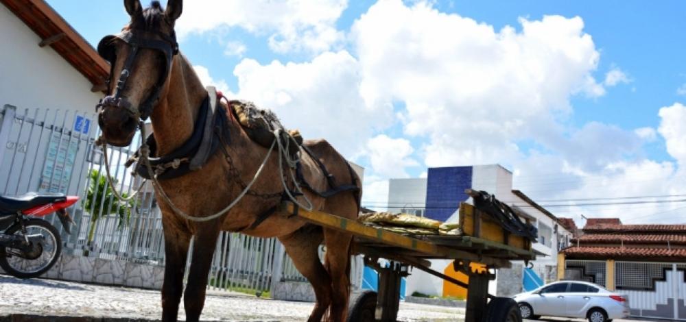 Vereador é autor de projeto que versa sobre tração animal em Feira de Santana
