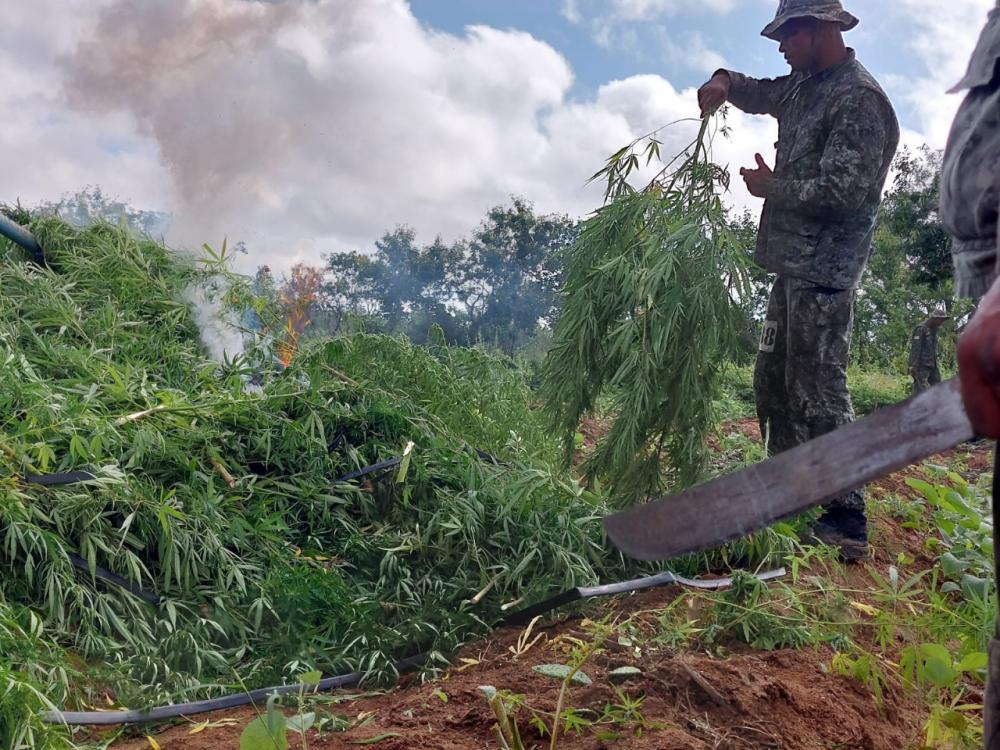 Cerca de R$ 2 milhões em pés de maconha foram incinerados na Bahia
