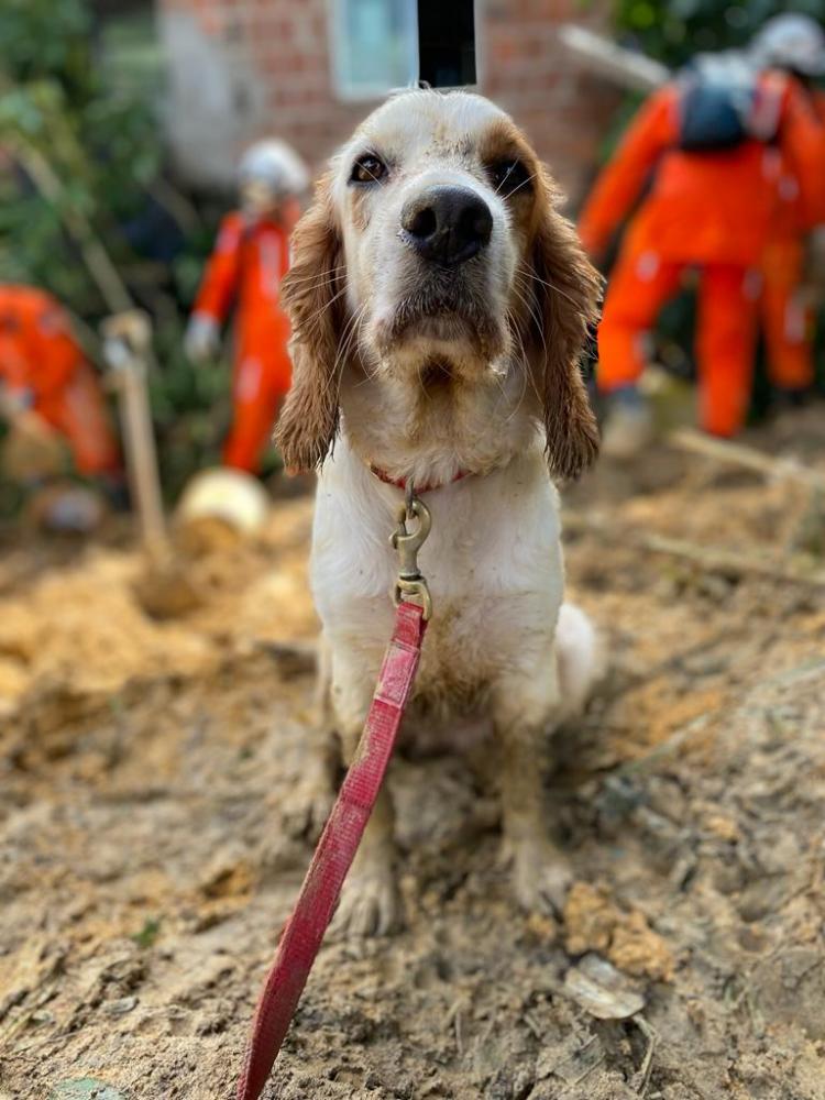 Cadela farejadora localiza vítima da chuva em Recife