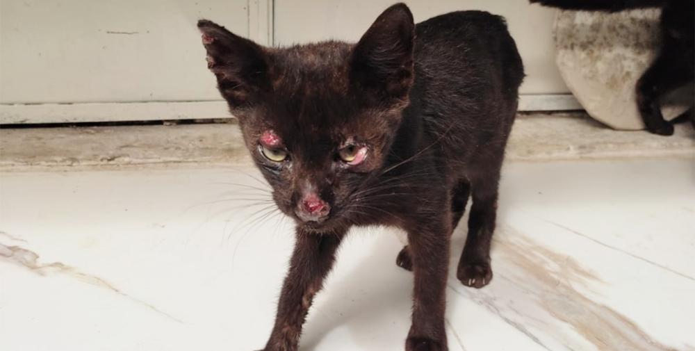 Centro de Zoonoses promove capacitação para controle da Esporotricose