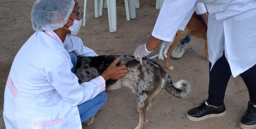 Vacinação contra a raiva começa hoje em Humildes