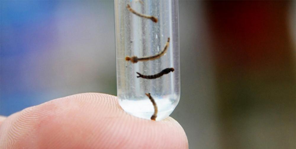 Feira confirma seis casos da nova cepa da dengue