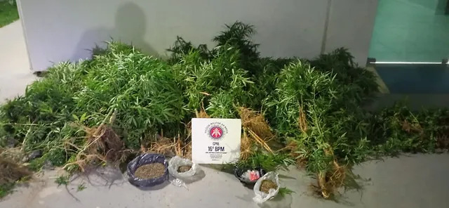Plantação de maconha é encontrada em Lamarão 