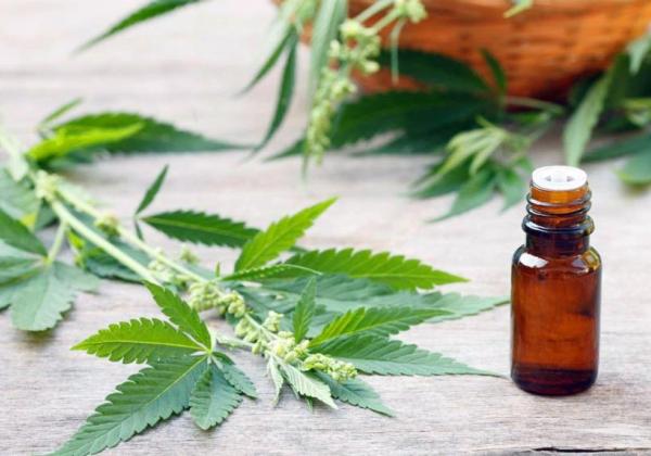 Salvador: Bruno Reis sanciona, com 18 vetos, lei que obriga gestão a oferecer remédios à base de cannabis