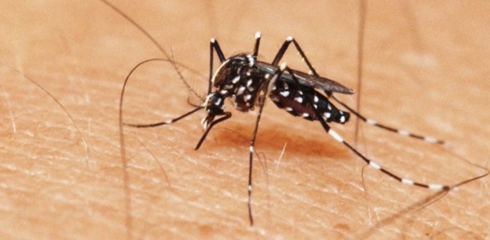 Feira: 183 casos de dengue foram registrados entre janeiro e abril