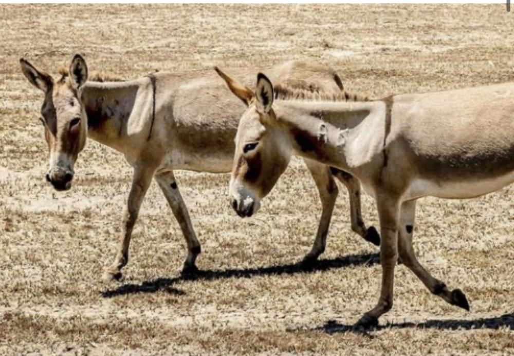 Comissão de Meio Ambiente debate projetos que proíbem o abate de jumentos no país