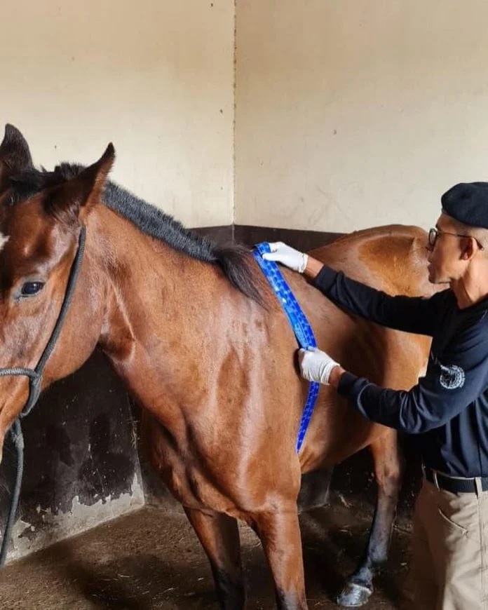Esquadrão de Polícia Montada de Feira realiza curso de Socorrismo de Equinos