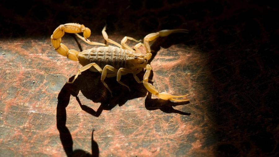 Bahia registrou mais de 15 mil ataques de escorpiões este ano