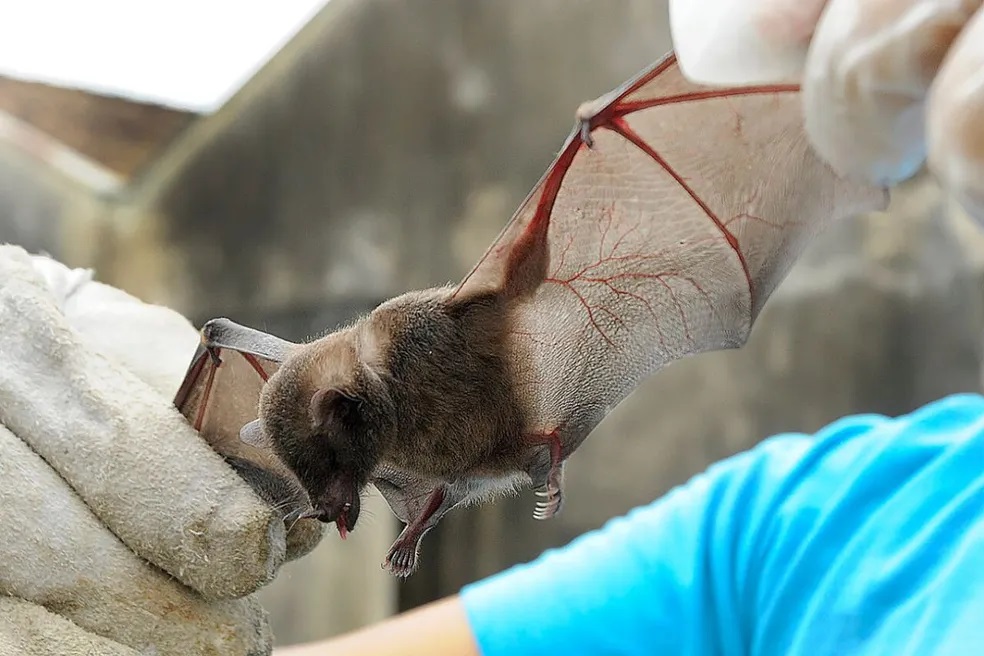 Novos casos de raiva são registrados em Feira de Santana, diz secretaria municipal