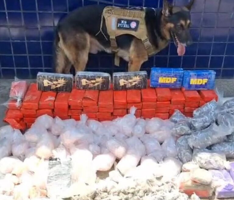 Operação conjunta localiza cerca de 70 quilos de drogas em Nazaré