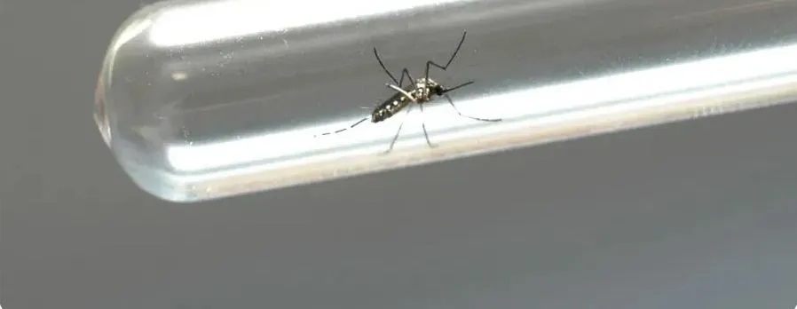 Clima quente acende alerta para epidemia de Dengue, Zika e Chikungunya