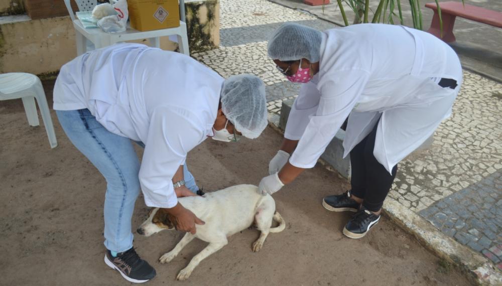 Vacinação contra a raiva segue intensificada nesta semana
