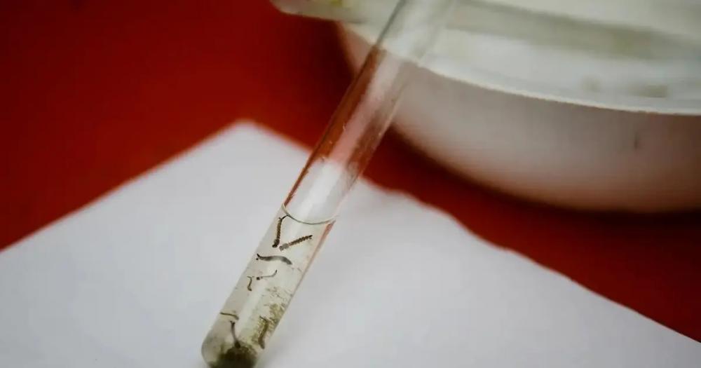 Bahia espera definição do Ministério da Saúde para incorporar vacina contra dengue na rede pública