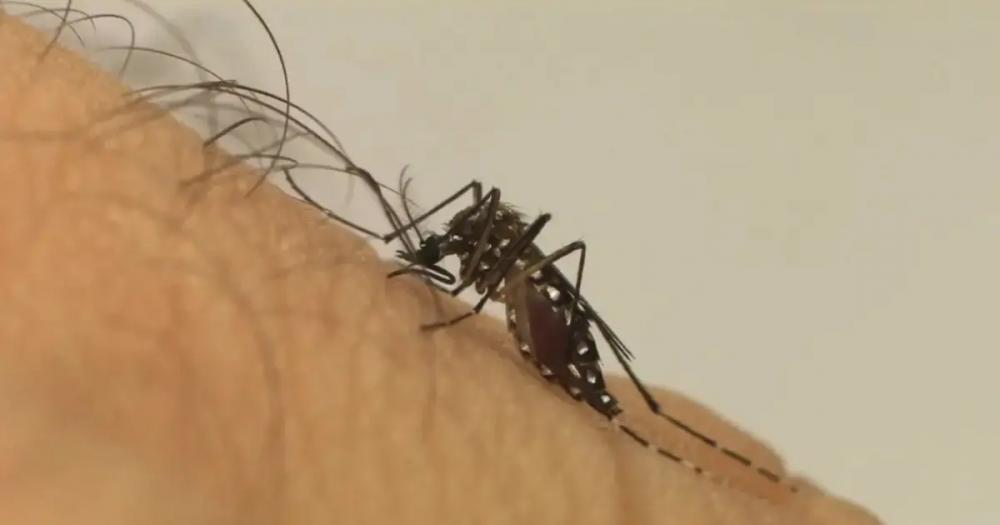 Municípios com taxas elevadas de dengue serão priorizados em vacinação