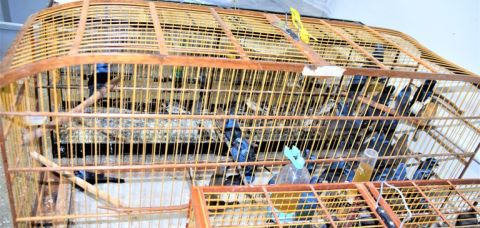 2000 animais são resgatados pela PRF no interior da Bahia