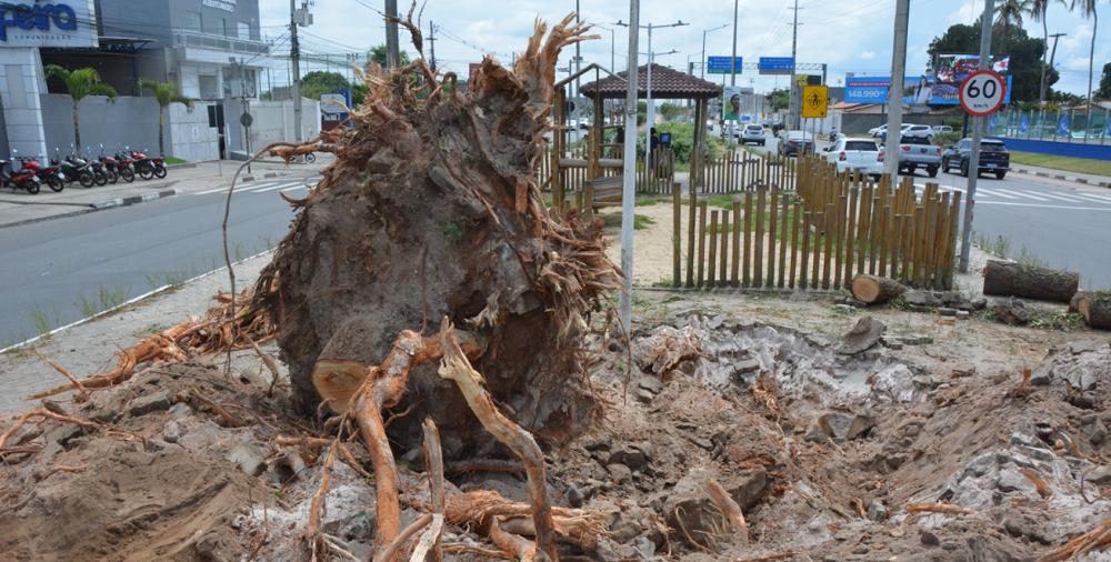 Relocação de árvores visa preservação da vegetação e aprimorar a qualidade do espaço público, diz Prefeitura