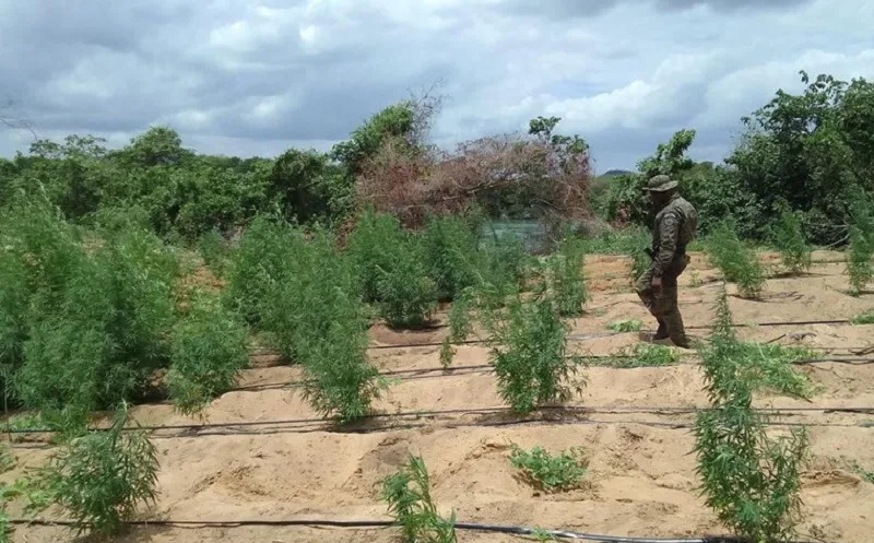 PF localiza cerca de 35 mil pés de maconha no norte da Bahia