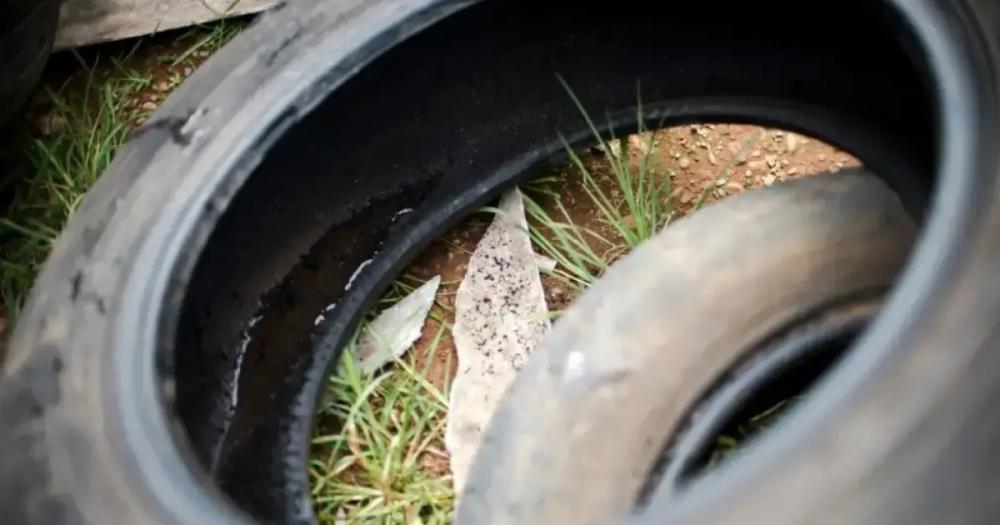 Casos de dengue sobem mais de 300% em 2024 e Saúde diz que pico ainda está por vir