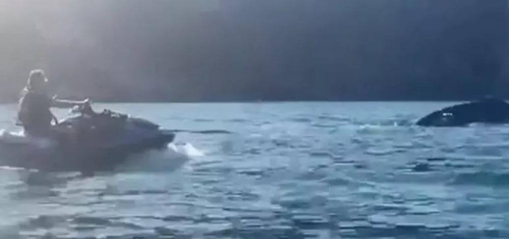 Bolsonaro depõe à Policia Federal nesta terça-feira sobre importunação a baleia