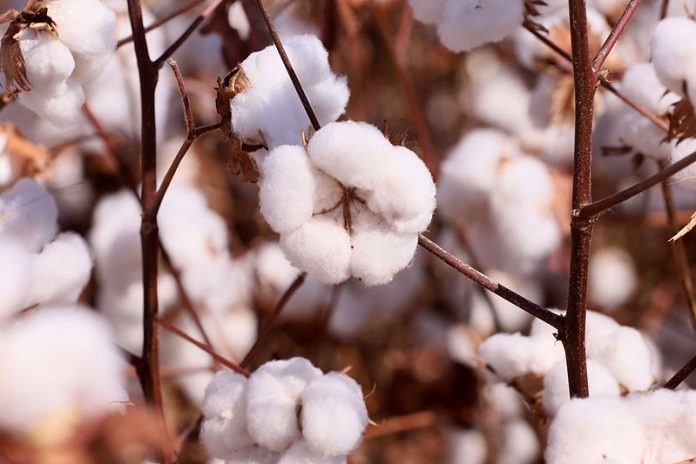 Safra de grãos na Bahia é estimada em 11,3 milhões de toneladas