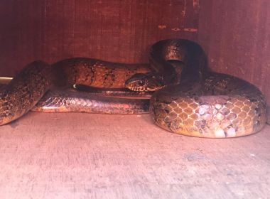 Bombeiros capturam cobra gigante que estava no motor de um carro em Barreiras