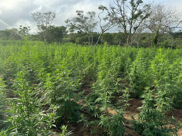PF e PM/BA erradicam cerca de 22,5 mil pés de maconha em Andorinha