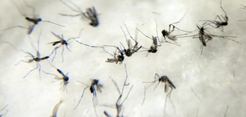 Bahia tem 265 municípios em epidemia de Dengue