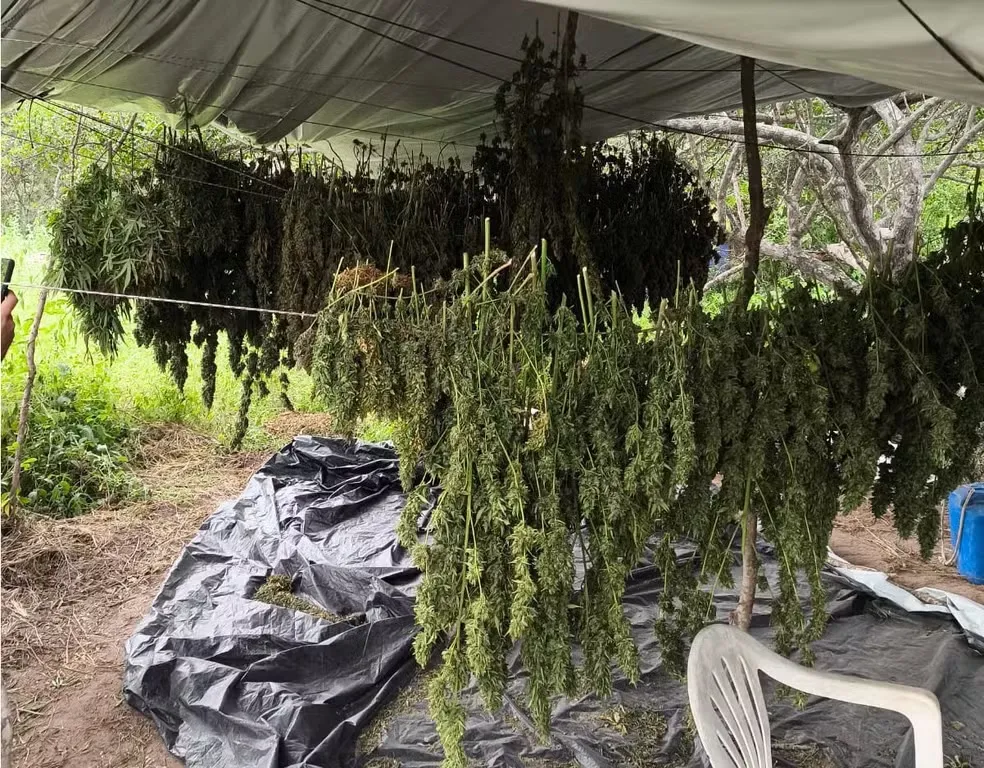 Três homens são presos com dez mil pés de maconha geneticamente modificada no norte da Bahia