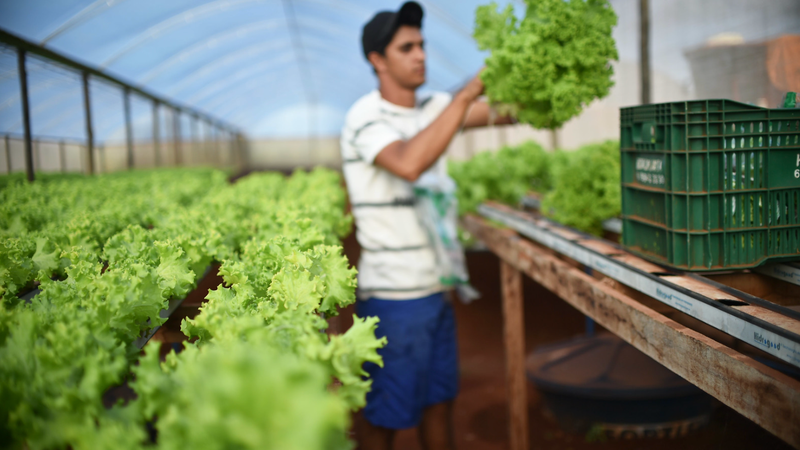 “Acesso ao crédito rural no Brasil é obstáculo para pequenos e médios produtores”, diz pesquisa; saiba por que