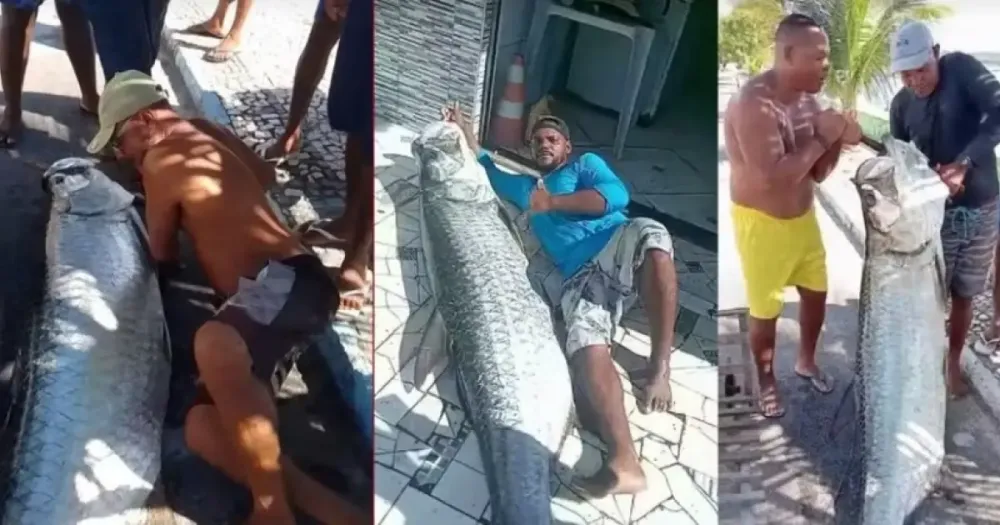 Pescador consegue pegar peixe de quase 2 metros e 120 kg no Recôncavo baiano