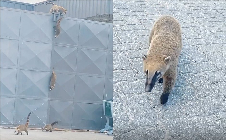 Distribuidora de doces em Feira é fechada por 14 dias para conter a covid