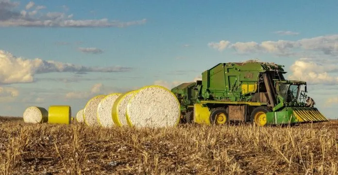 Começa a colheita do algodão na Bahia, segundo maior estado produtor do Brasil
