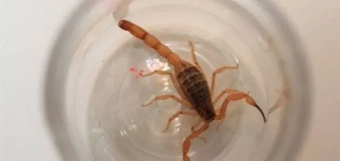 Picadas de peçonhentos podem levar à morte