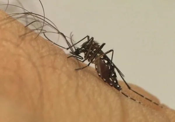 Dengue já matou 3.597 pessoas no Brasil neste ano