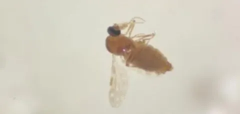 Secretaria de Saúde registra dois óbitos por Febre do Oropouche na Bahia