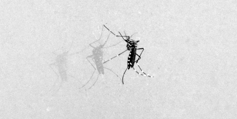 Dengue pode ser confundida com doenças mais leves; população deve ficar atenta