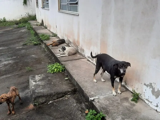 Por falta de políticas públicas no Município, feirenses financiam cuidados de animais com recursos próprios