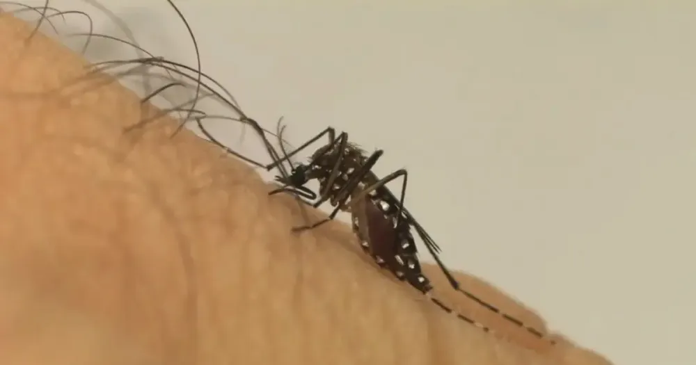 Europa vai investir US$ 41,4 milhões em estudos da vacina contra chikungunya, inclusive no Brasil