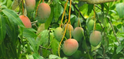 Foto: Divulgação/Seagri