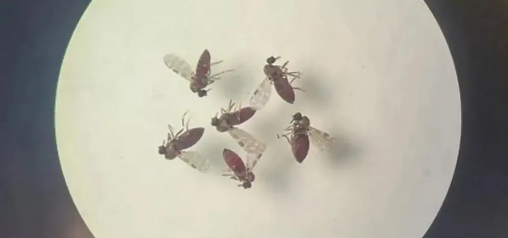 Ministério da Saúde investiga transmissão de febre oropouche de grávidas para fetos