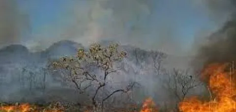 Bahia é o segundo estado do Nordeste com mais queimadas em 2024