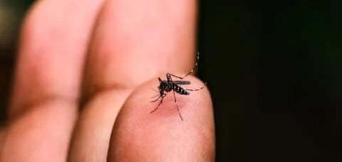 Plano de ação federal visa reduzir impactos das arboviroses na Bahia