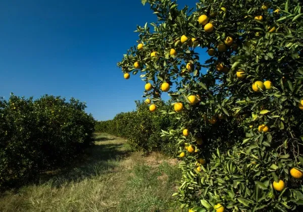 Bahia é o estado com maior potencial de crescimento do agronegócio, diz secretário da Agricultura