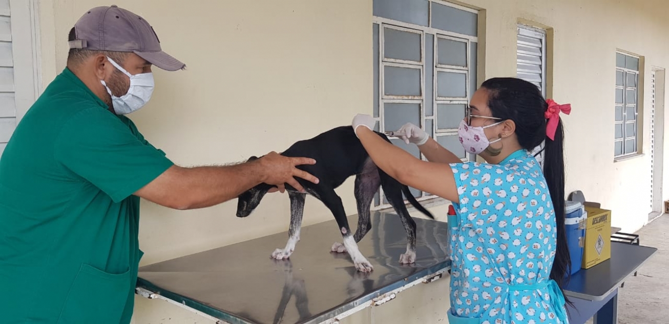 Vacinação antirrábica para cães e gatos em drive-thru neste fim de semana, em Feira
