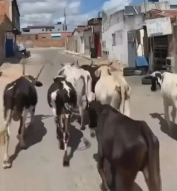 Ministério Público instaura inquérito pata apurar decreto que autoriza abate de animais abandonados em cidade baiana