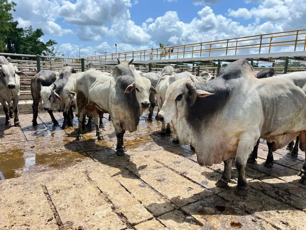 Preço da arroba do boi estabiliza em Feira de Santana, mas acumula queda de 10,4% desde janeiro