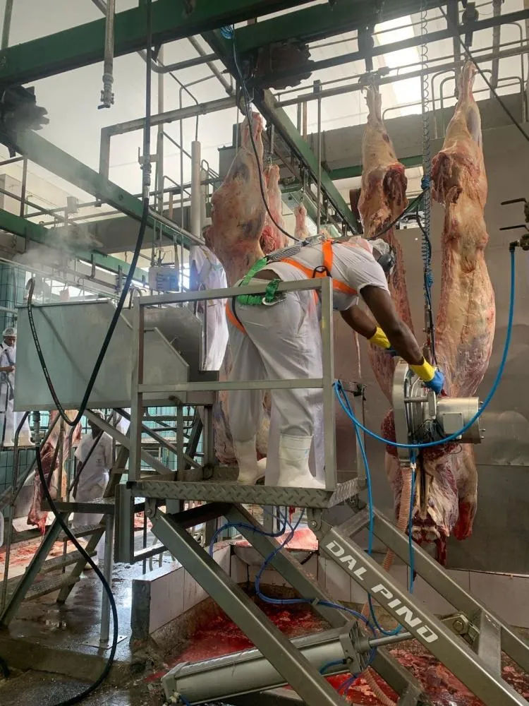 Mercado do boi gordo mantém tendência de queda: Cooperfeira avalia impactos