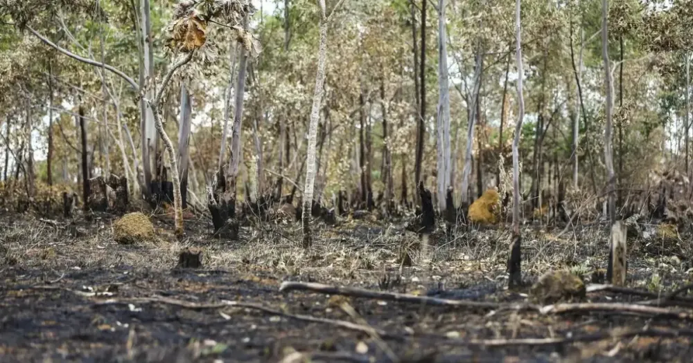 Relatório revela omissão da Bahia em transparência de dados ambientais