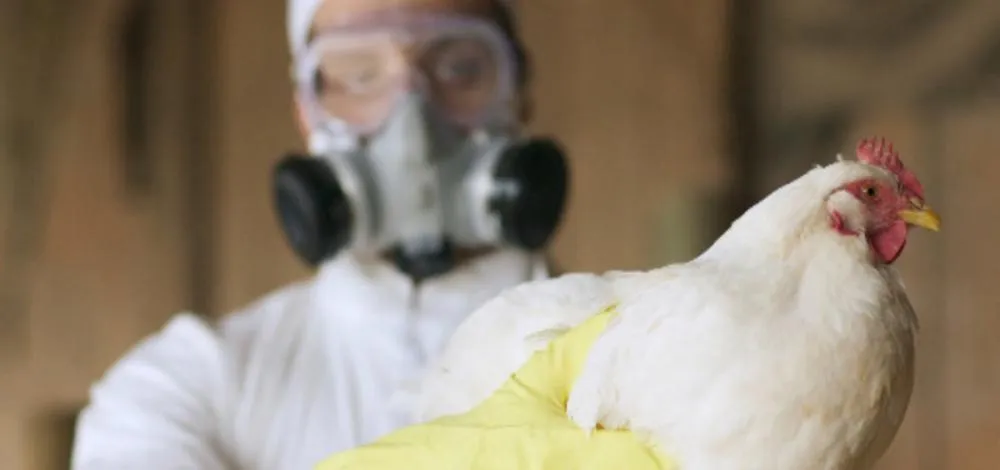 Governo pede que países não penalizem Brasil após caso de gripe aviária