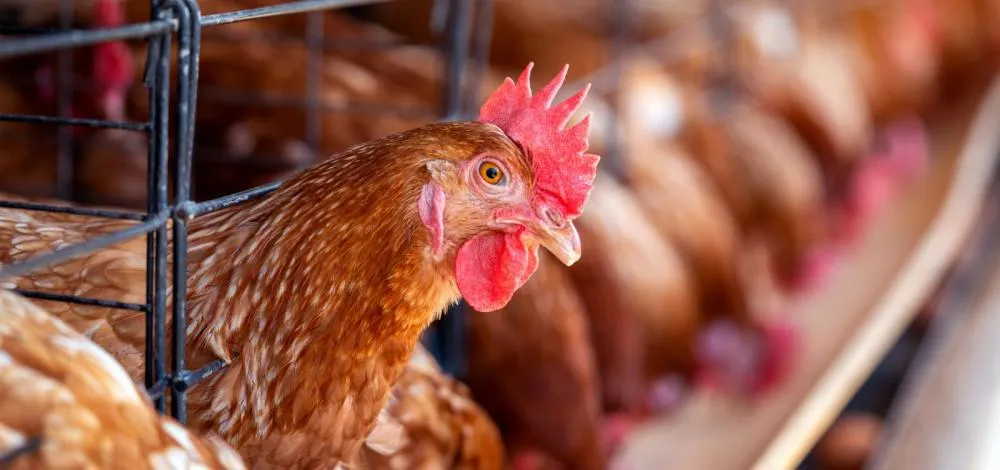 Gripe aviária: Ministério da Agricultura descarta 3 casos suspeitos; 4 estão em análise